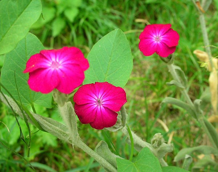 Lychnis coronaria (=Silene coronaria) / Crotonella coronaria